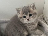 4 chatons British Shorthair LOOF à réserver, nés en février 2026