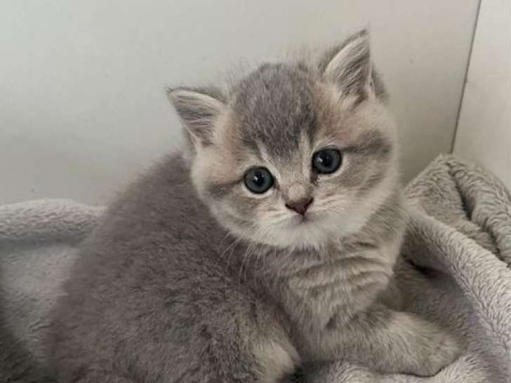 4 chatons British Shorthair LOOF à réserver, nés en février 2026