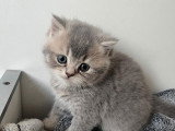 4 chatons British Shorthair LOOF à réserver, nés en février 2026