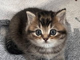 4 chatons British Shorthair LOOF à réserver, nés en février 2026
