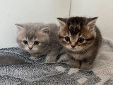 4 chatons British Shorthair LOOF à réserver, nés en février 2026