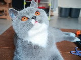 Chaton British Shorthair LOOF mâle à vendre, bleu bicolore, 8 mois, castré