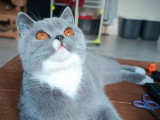 Chaton British Shorthair LOOF mâle à vendre, bleu bicolore, 8 mois, castré