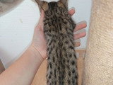 Chaton Savannah LOOF mâle à réserver