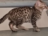 Chaton Savannah LOOF mâle à réserver