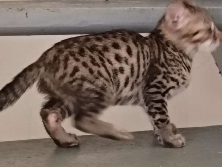 Chaton Savannah LOOF mâle à réserver