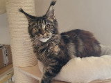 Femelle Maine Coon LOOF à vendre, brown tortie blotched tabby, née en août 2025, stérilisée