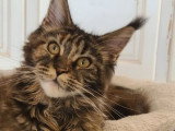 Femelle Maine Coon LOOF à vendre, brown tortie blotched tabby, née en août 2025, stérilisée