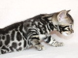 Chaton Bengal LOOF à réserver, mâle black silver et mink, né en février 2026