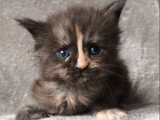 Chaton femelle Maine Coon LOOF à réserver, née en février 2026