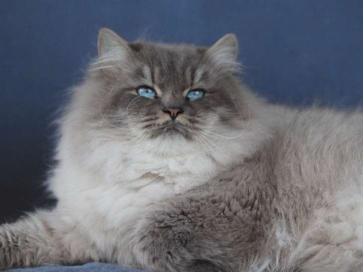 Saillie d’exception – Mâle Sibérien Blue Tabby Point, importé de Russie, 1 an et demi