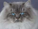 Saillie d’exception – Mâle Sibérien Blue Tabby Point, importé de Russie, 1 an et demi