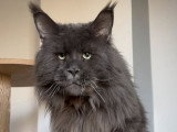 Mâle Maine Coon LOOF adulte à vendre, bleu smoke, 2 ans