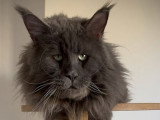 Mâle Maine Coon LOOF adulte à vendre, bleu smoke, 2 ans