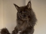 Mâle Maine Coon LOOF adulte à vendre, bleu smoke, 2 ans
