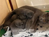 5 chatons Chartreux LOOF à réserver, 4 femelles et 1 mâle, nés en mars 2026