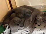 5 chatons Chartreux LOOF à réserver, 4 femelles et 1 mâle, nés en mars 2026