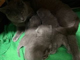 5 chatons Chartreux LOOF à réserver, 4 femelles et 1 mâle, nés en mars 2026