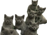 5 chatons Chartreux LOOF à réserver, 4 femelles et 1 mâle, nés en mars 2026