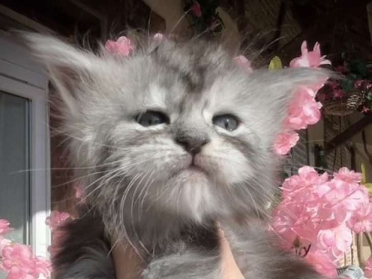 Mâle Black Silver Blotched Tabby (Disponible à la réservation)