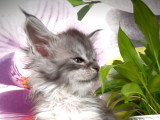 Femelle
