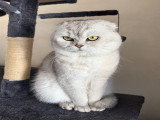Mâle croisé Scottish Fold disponible pour saillie