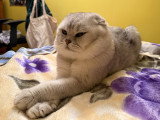 Mâle croisé Scottish Fold disponible pour saillie