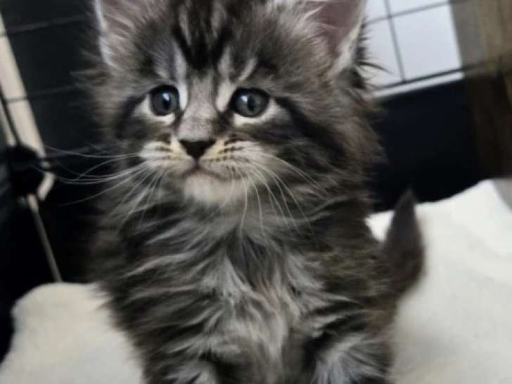 1 Femelle Maine Coon Bella Black Silver LOOf Réservation