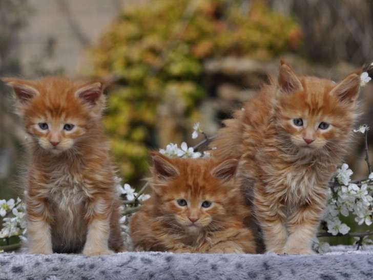 2 Chatons Maine Coon Black & White LOOF Réservation