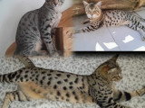 Chaton Savannah de grand lignée à vendre