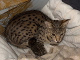 Chaton Savannah de grand lignée à vendre