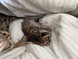 Chaton Savannah de grand lignée à vendre
