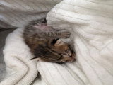 Chaton Savannah de grand lignée à vendre
