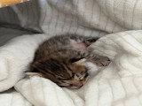 Chaton Savannah de grand lignée à vendre