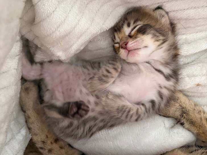 Chaton Savannah de grand lignée à vendre
