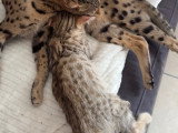 Chaton Savannah de grand lignée à vendre
