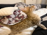 Chaton Savannah de grand lignée à vendre