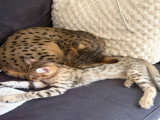 Chaton Savannah de grand lignée à vendre