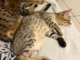 Chaton Savannah de grand lignée à vendre