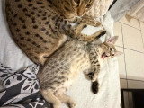 Chaton Savannah de grand lignée à vendre