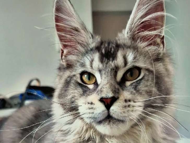 Chat adulte mâle de type Maine Coon à vendre