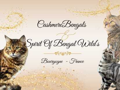 Notre site internet : www.cashmerebengals.net , devient un véritable guide sur la race bengal & bengal cashmere
