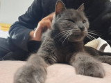 Sorgho, chat  typé Chartreux à adopter en association