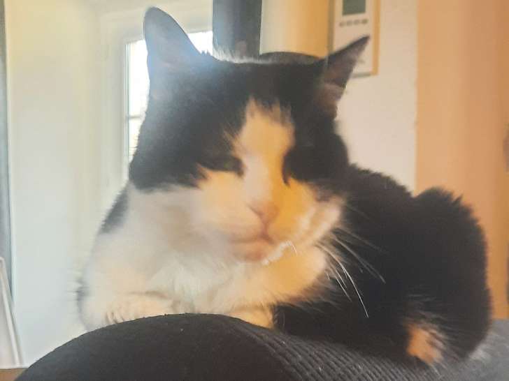 Chatte noir et blanc à donner