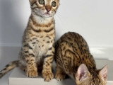 Magnifiques chaton Bengals de pure race LOOF à vendre