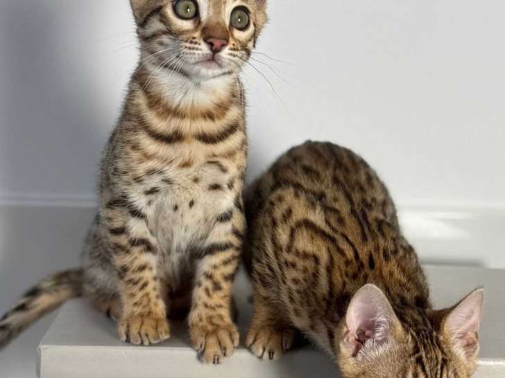 Magnifiques chaton Bengals de pure race LOOF à vendre