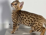 Magnifiques chaton Bengals de pure race LOOF à vendre