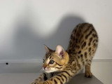 Magnifiques chaton Bengals de pure race LOOF à vendre