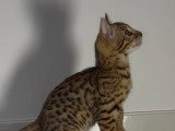 Magnifiques chaton Bengals de pure race LOOF à vendre