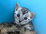 Chatons Bengal LOOF à vendre